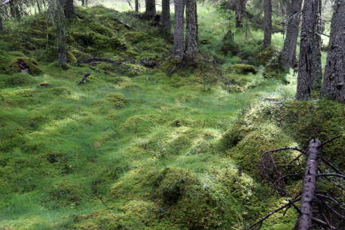 michaelnordeman:The forests of Sonfjället National Park in Härjedalen, Sweden. September, 2019.