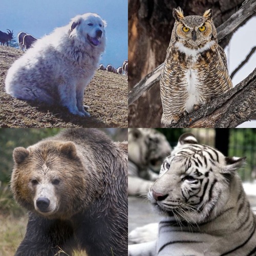 Hellsing Characters As Animals