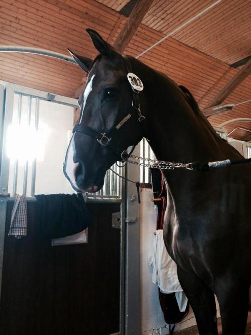 blogequestre: Valegro.