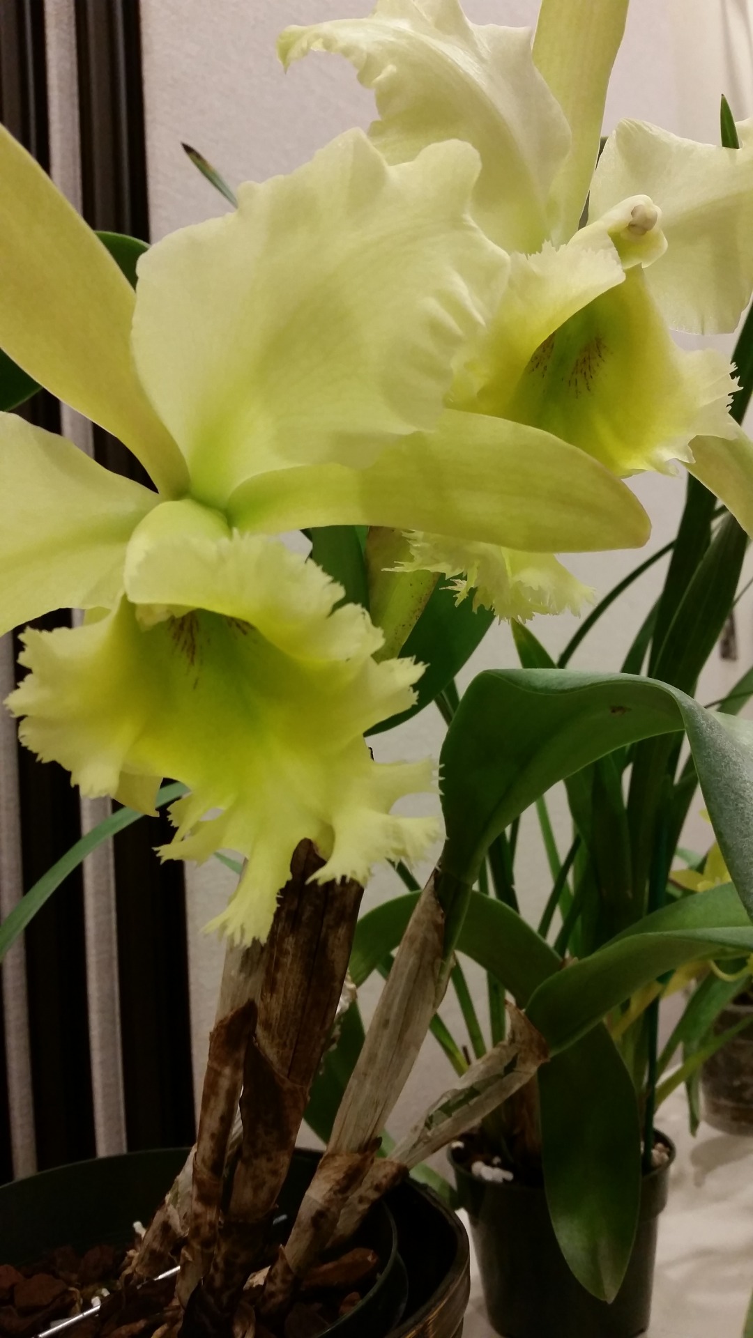 Cattleya hybrid