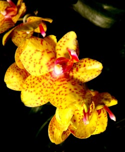 yourlovelifeworld:   Yellow tropical orchid. 