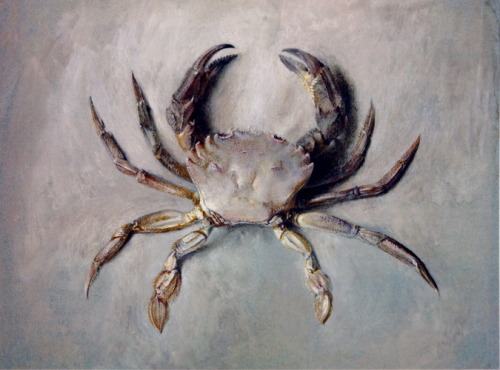 artist-john-ruskin: Velvet Crab, 1871, John Ruskin