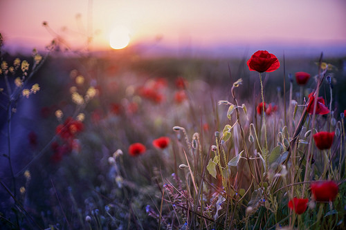 ponderation:Poppy Party by Batu Balkanli