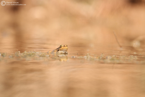 There are times in which a frog simply must soak. Here we see a Sahara frog [Pelophylax saharicus] d