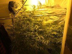 jmon-g-grows-weed:  The ladies early flower on this sunny sunday