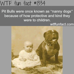 wtf-fun-factss:  pit bulls - nanny dogs /