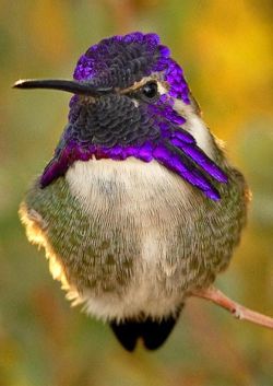 our-amazing-world:  Ciara’s hummingbird.