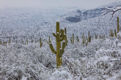 keepingitneutral:  Snow in the Sonoran Desert !Arizona Illustrated / Douglas Springs Trailhead   @empoweredinnocence looks familiar 