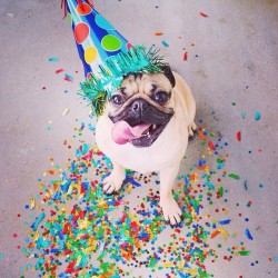 pugsofinstagram:  Please wish Doug the Pug a happy 2nd birthday! Please follow @leslie_mosier! #pug #pugs #pugsofinstagram 