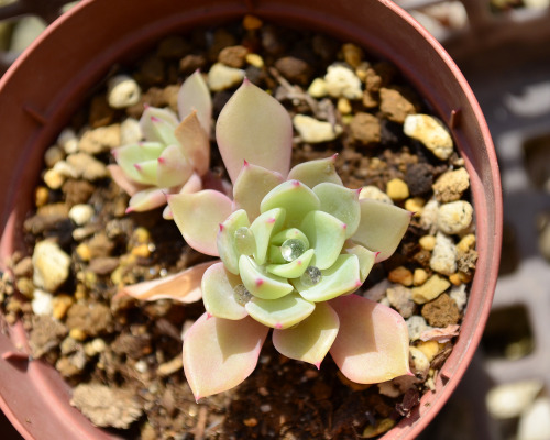 2020.05.07Echeveria peacockiエケベリア 養老　水が玉になった時はひとしきりキレイだな、と眺めてから日焼け防止のためにフーっと飛ばす