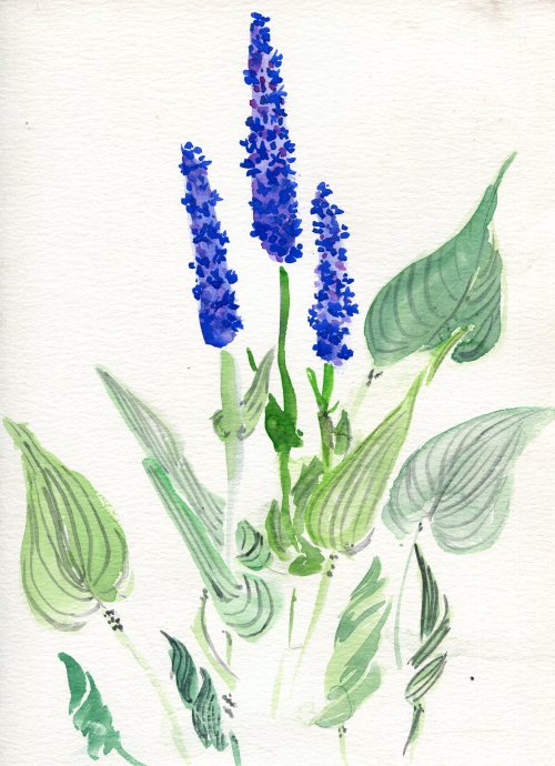 havekat: Pontederia 