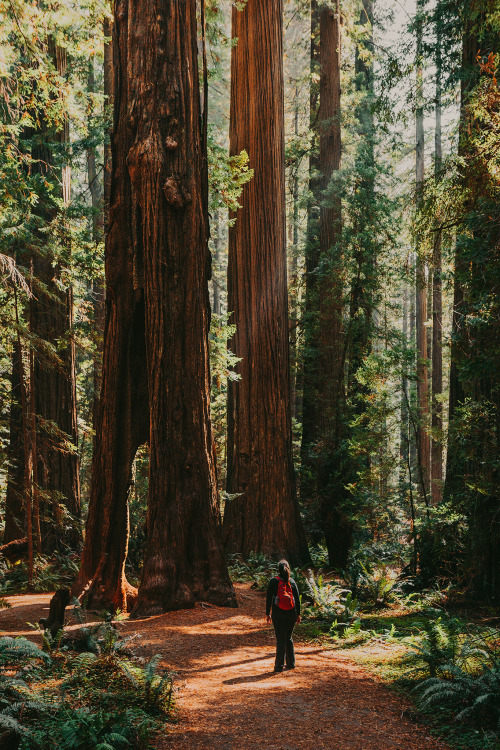 Redwoods National Park, CaliforniaInstagram