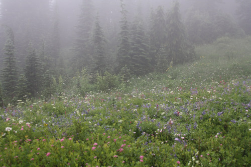 Mt Rainier, Washington State by Filemon &amp; Mickey