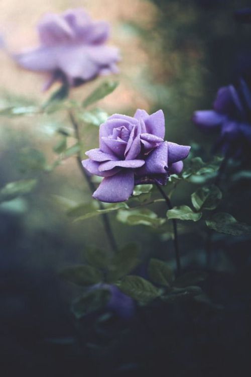 Sex renamonkalou:  Roses | Alena Červeňanská pictures