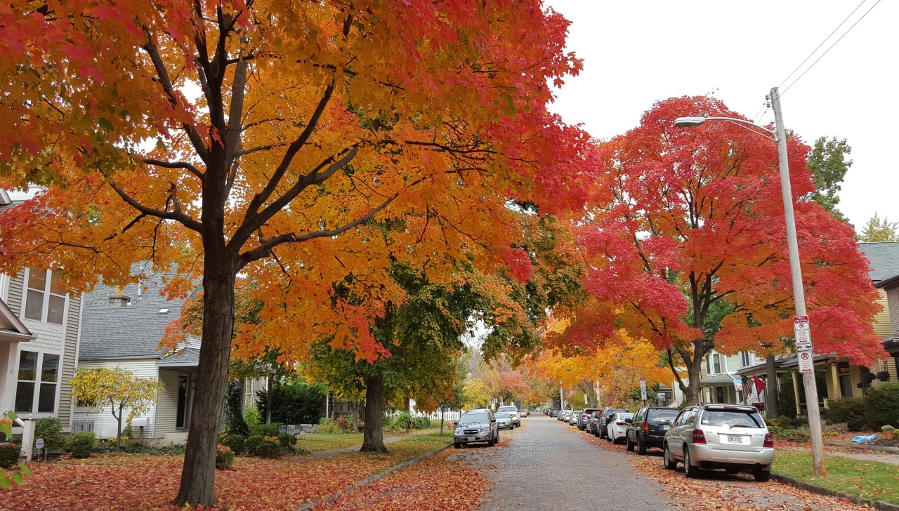madlori:Fall foliage and Halloween decorations in Victorian Village, Columbus, OH.