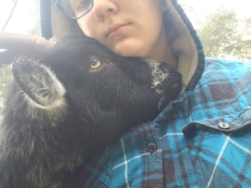 kuttithevangu:Black and white goats are snuggly goats it’s science
