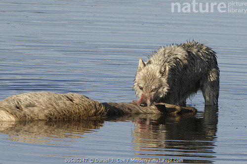 sisterofthewolves: Wolves hunting female elk (Cervus elaphus) crossing river, Alum Creek, Yellowston