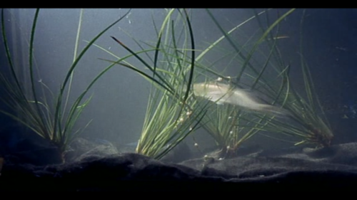Bed and Board (1970) dir. François Truffaut
