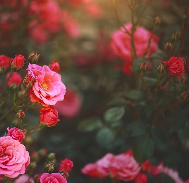 floralls:    submitted by sher-ee : Germany  @thelittlethings_love Instagram 