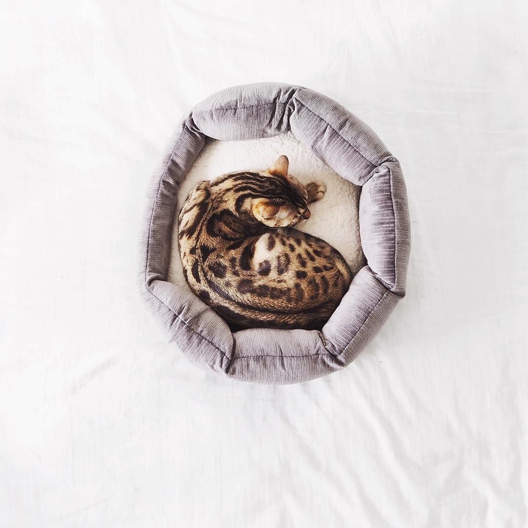 On miserable days like today, I feel like doing the exact same thing Lum Lums  @lumibengal