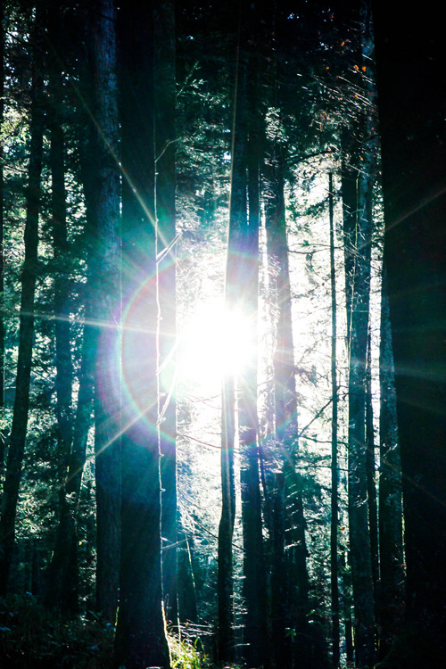 plasmatics-life:  Beyond the trees ~ By Peter Hagenouw 