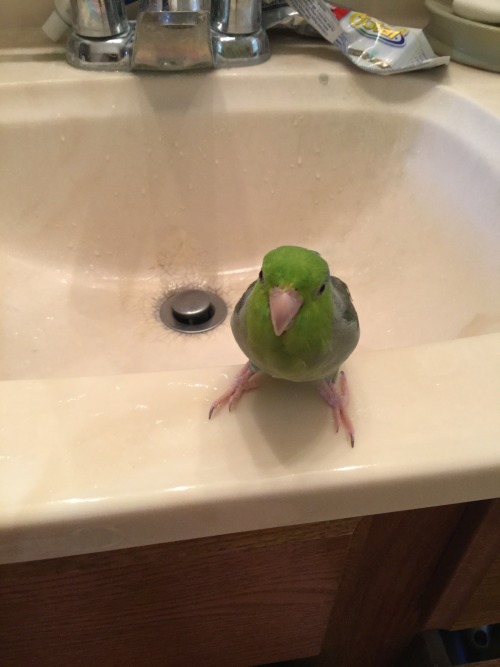 Birb of the day:  Birb before and after bath.