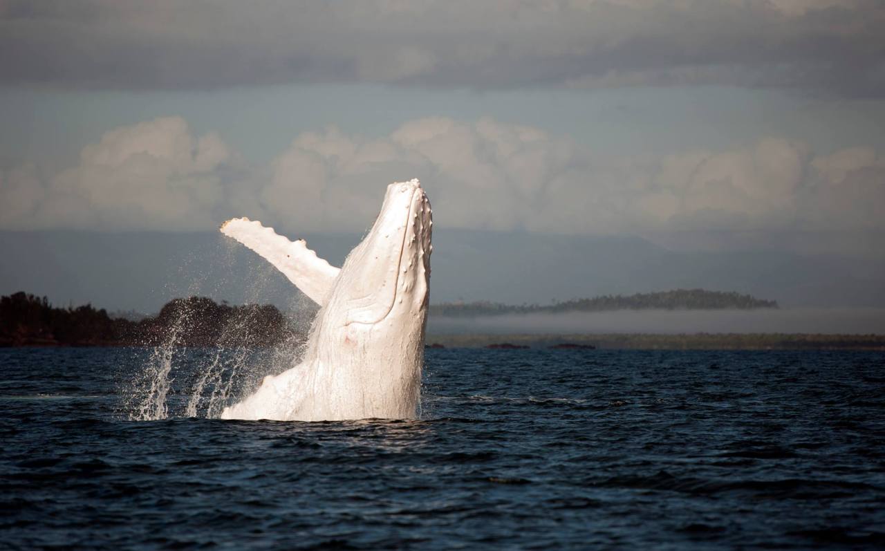 Awe inspiring (a white Humpback whale, nicknamed Migaloo by locals, breaches near