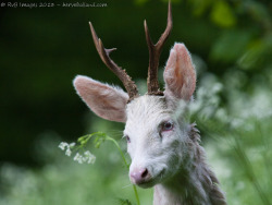 megarah-moon:  “Albino Deer” by Herve