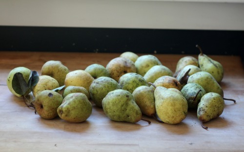 peartreestore:  canning the pears