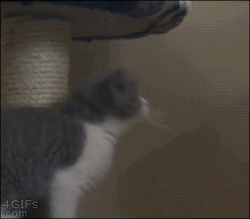 Puppypu:  Http://Puppypu.tumblr.com/
