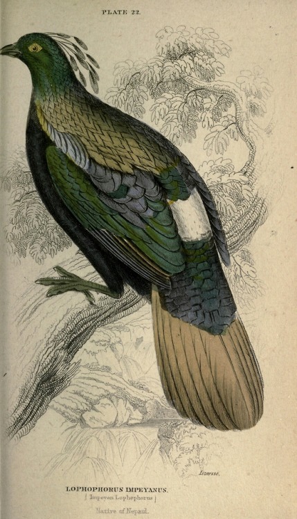 abookofcreatures:wapiti3:Gallinaceous birdsBy Jardine, William, Sir, 1800-1874 Publication info Edin