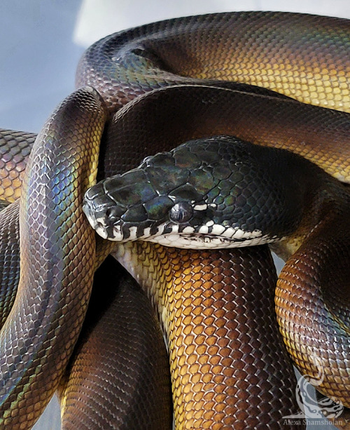  Normally so refined and sharp looking, white lips puff up when in shed. They were both sporting dou