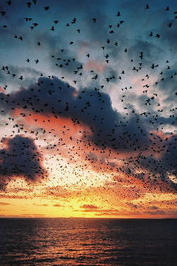 plasmatics-life:  Starling Murmuration at