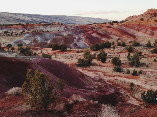 Porn photo wildeir:  Some painted hills in the Vermilion