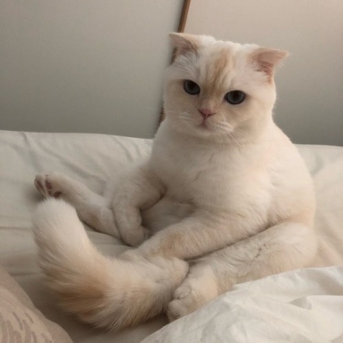 kitty & cat posts / memes