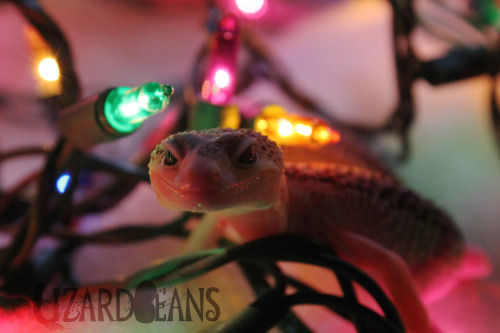 lizardbeans:Happy holidays from Ipilya! She thinks the holidays are a great time for photos!