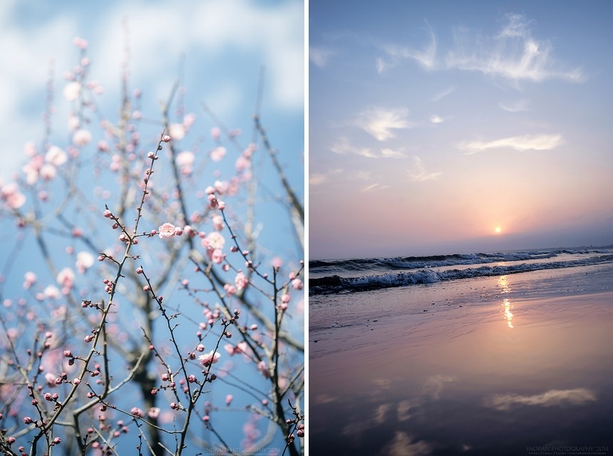 floralls:by SNOPAN PHOTOGRAPHY