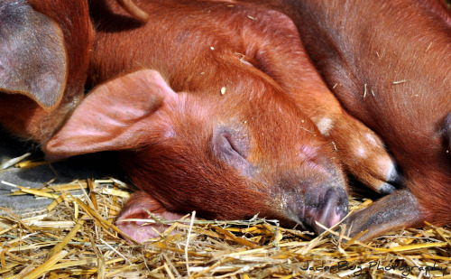 Duroc is a breed of red pigs with drooping ears. They are the second most recorded breed of swine in