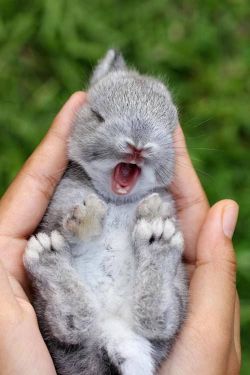 lolcuteanimals:  Yawning bunny  masterdean94