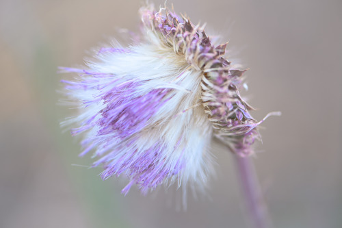 thistle