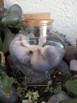 strangeinsugarhouse:  Fetal kitten wet specimen