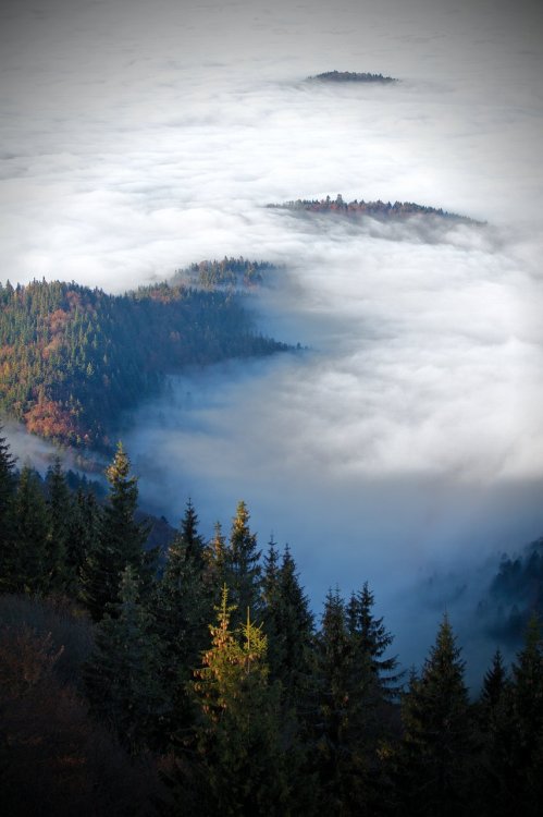 A Nature Blog