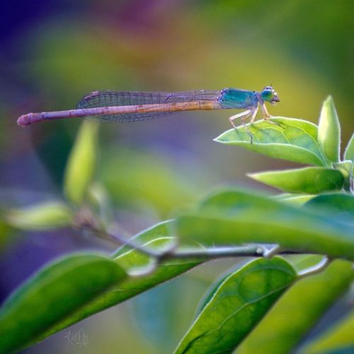 Azure damselfly #fly #macro #macroworld #macro_perfection #instamacro #macroholic #macrolovers #macr