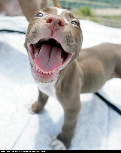 aplacetolovedogs:  This sure is one happy Pitbull puppy!! This photo is taken by the Smilin’ Pitbull Rescue, a wonderful Pitbull rescue in upstate New York. Lots more photos of this adorable puppy and the rest of the litter here. Original Article