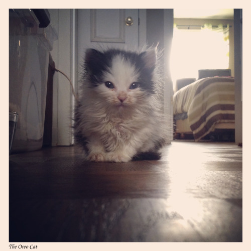 theoreocat: Kittens make everything better…