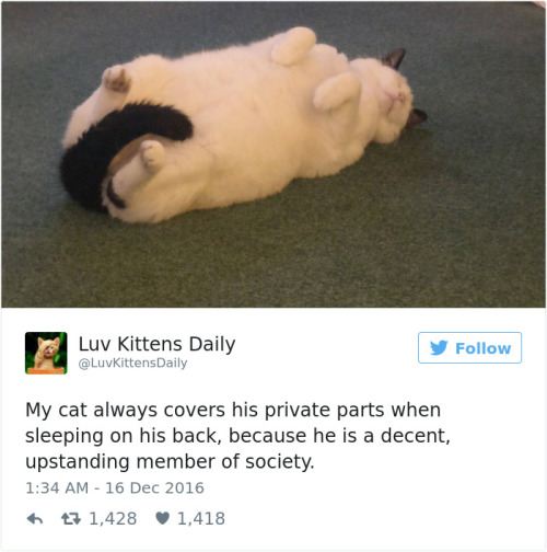 fishwrites: catsbeaversandducks:  Best Cat Tweets Of 2016 Via Bored Panda   Sorry long list but everyone is gold 