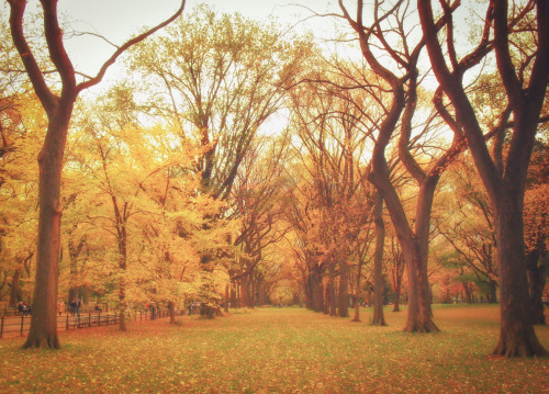 nythroughthelens:Top 8 Autumn Views in Central Park—-Around this time every year, I get a ton of mes