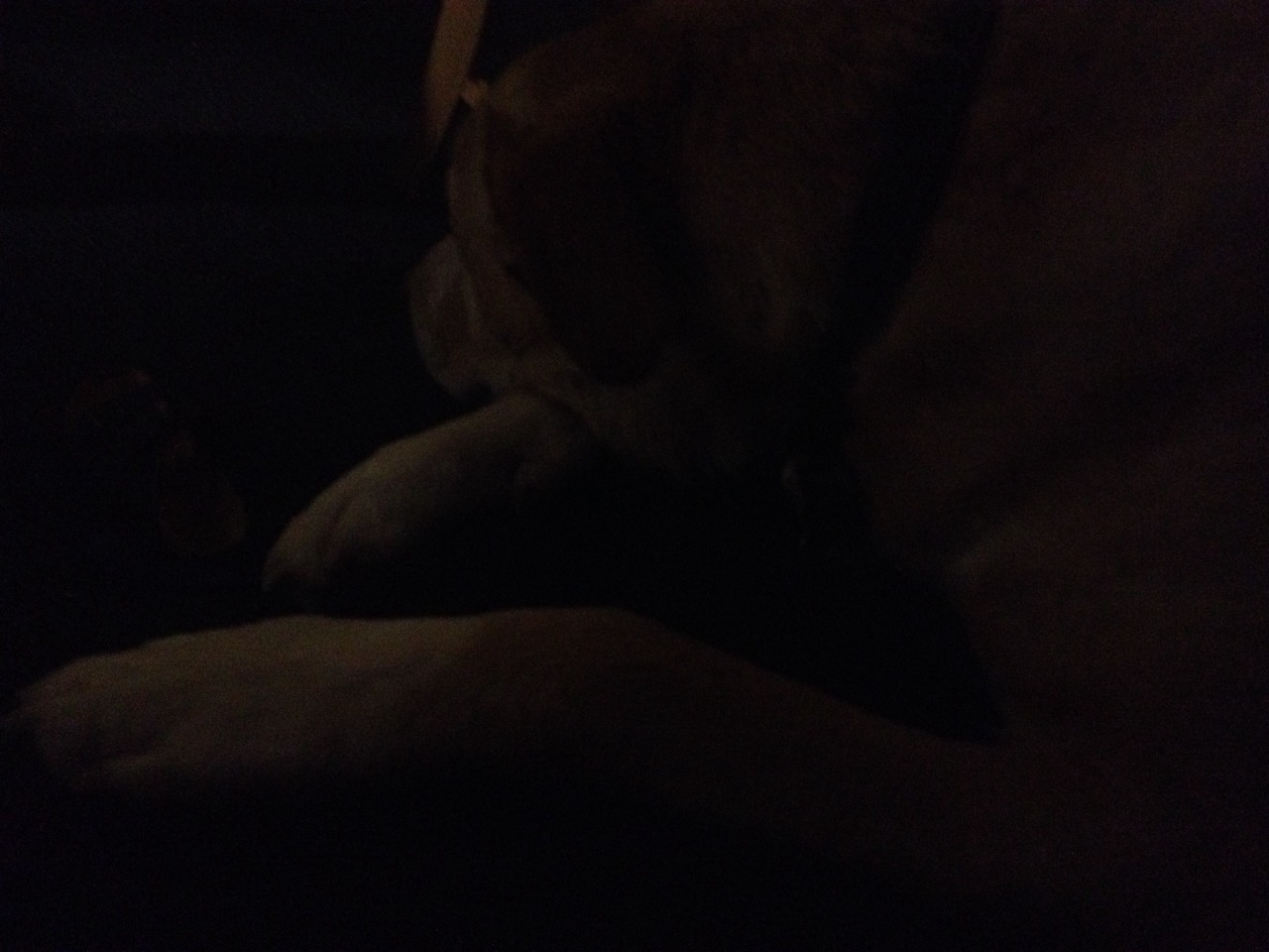 i felt sick and then my roommate&rsquo;s boyfriend brought a dog and it made