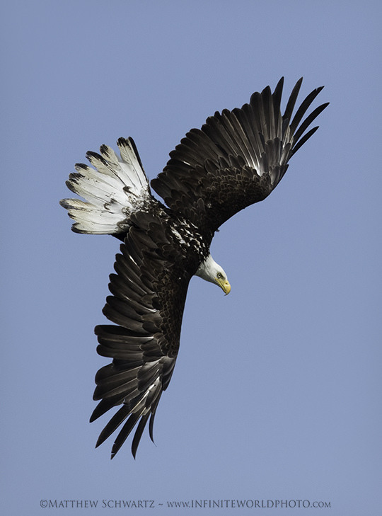 Immature Bald Eagle
If you enjoy my images, tutorials, newsletter… …please share them with others who may benefit. Thank you, Sincerely, Matthew Workflow Cheat Sheet. Exclusive Content. Sweet! Workflow Cheat Sheet and Epic Newsletter Blog, Resources,...