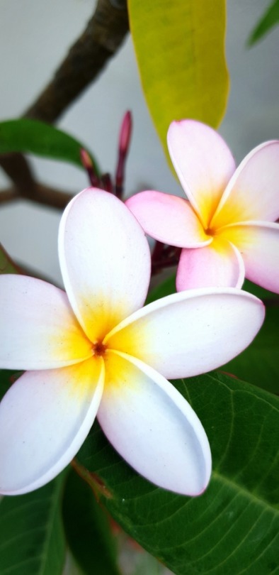 frangipani on Tumblr